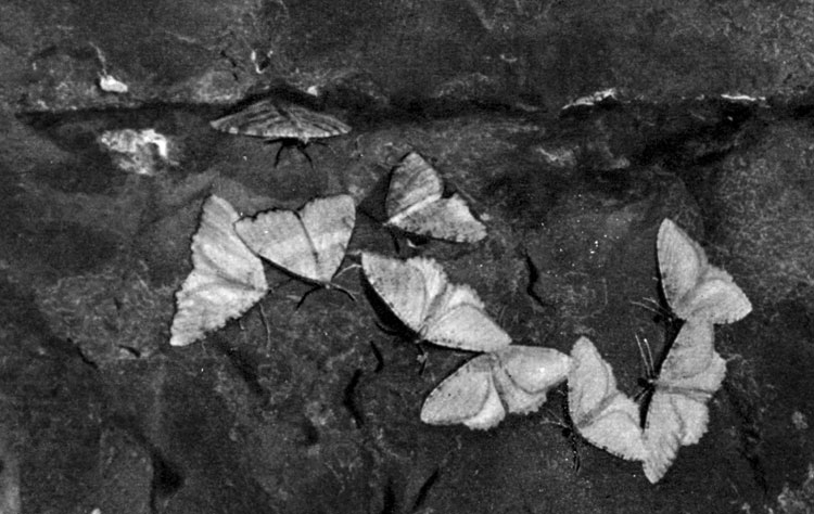 Бабочки на стене пещеры