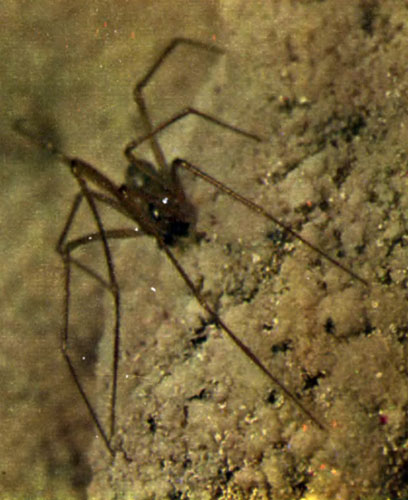 Пещерный паук