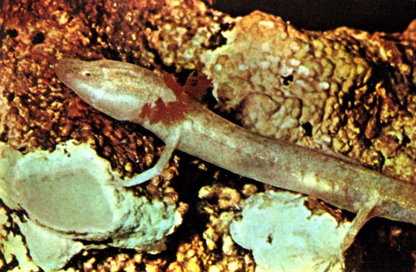 Зрение исчезает у обитающих в пещерах раков и саламандр