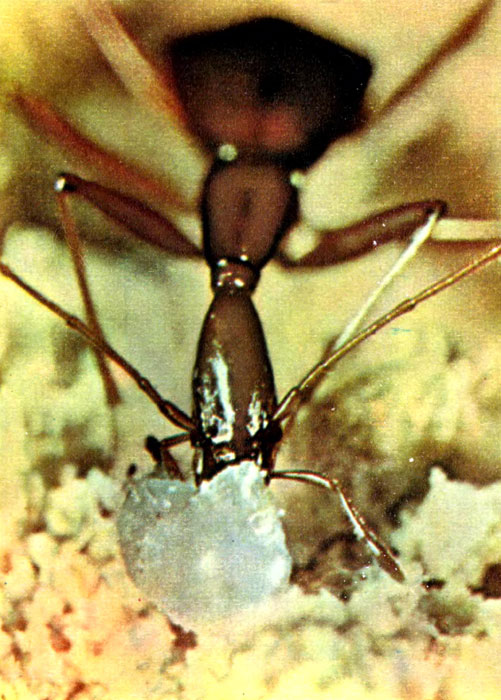 Слепой пещерный жук с помощью обоняния отыскивает яйца кузнечика и поедает их