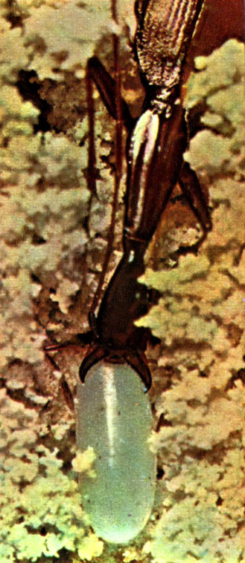 Слепой пещерный жук с помощью обоняния отыскивает яйца кузнечика и поедает их