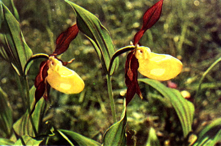 Северная орхидея - башмачок Венеры